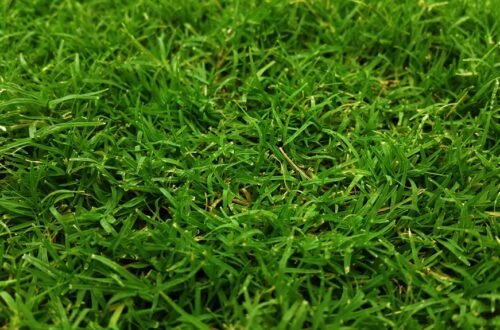 optimal fertilizers for centipede
