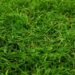 optimal fertilizers for centipede