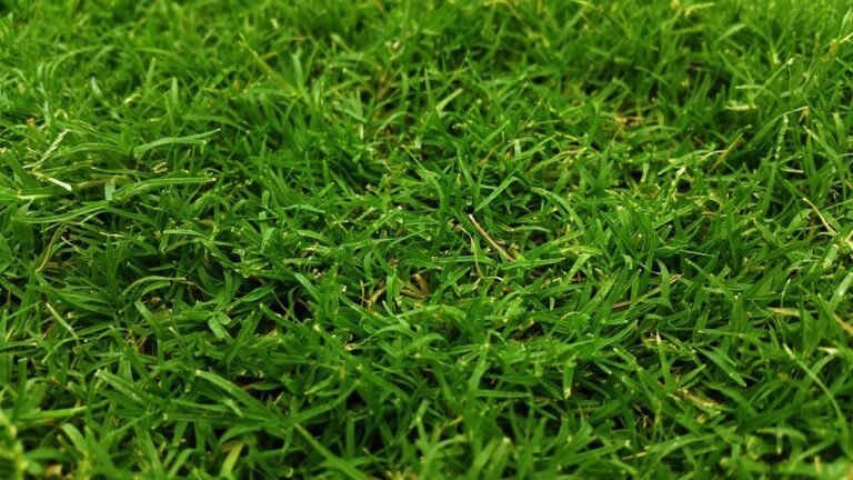 optimal fertilizers for centipede