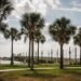 optimal fertilizers for st augustine