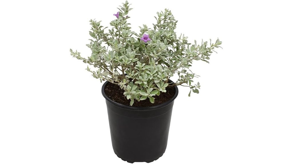 outdoor landscaping silver sage plant