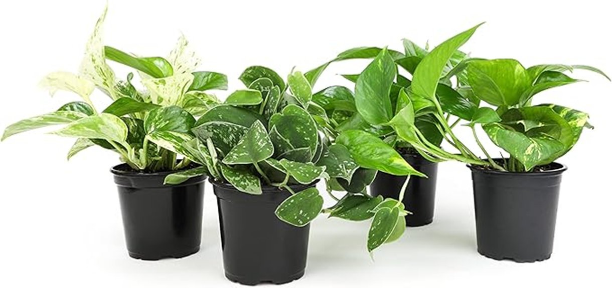 pothos houseplants for pets