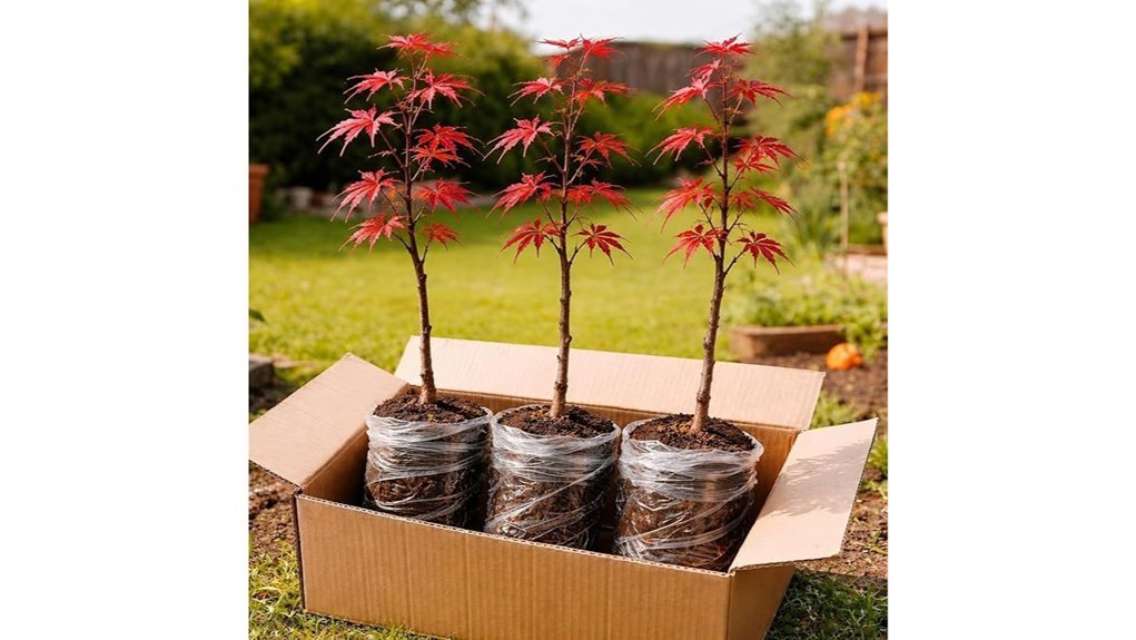 three red maple seedlings