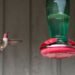 top hummingbird feeder choices