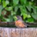 transform your yard sanctuary