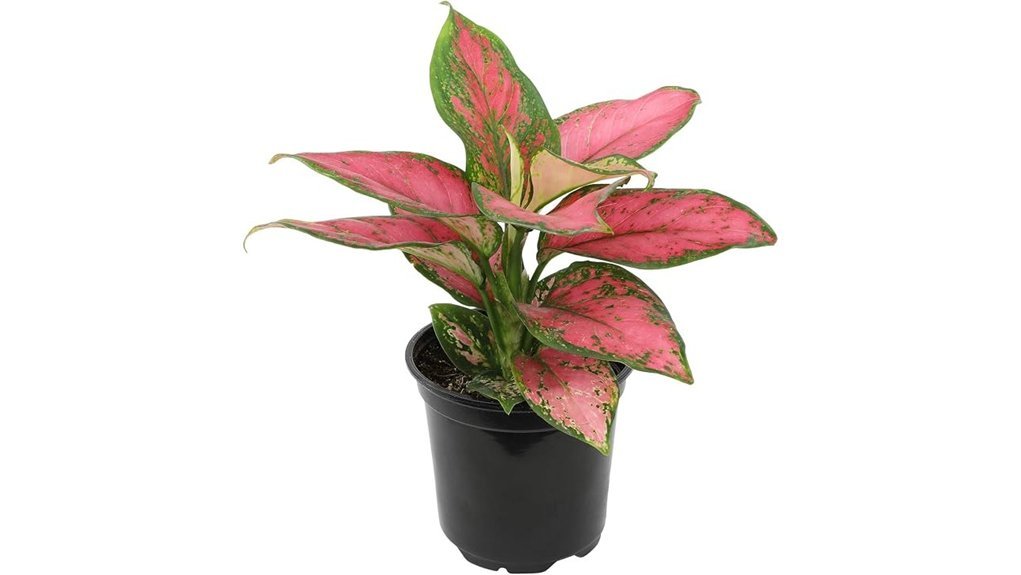 vibrant aglaonema houseplant beauty