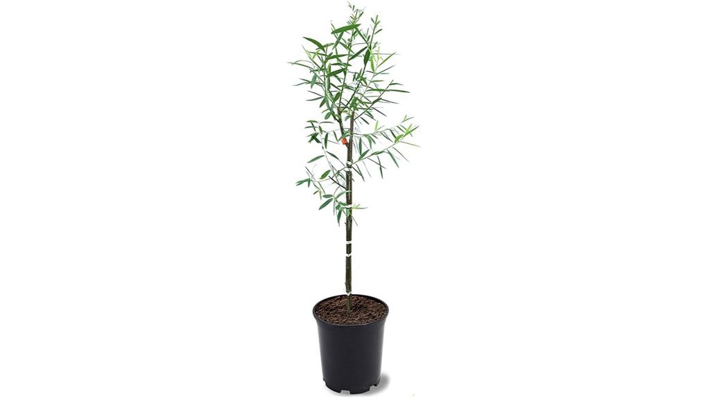 weeping willow in pot