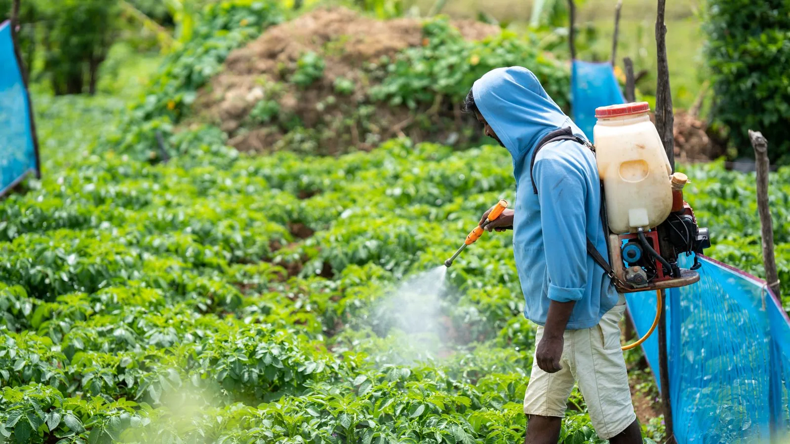 Gardener using a pump sprayer on plants in a vegetable garden