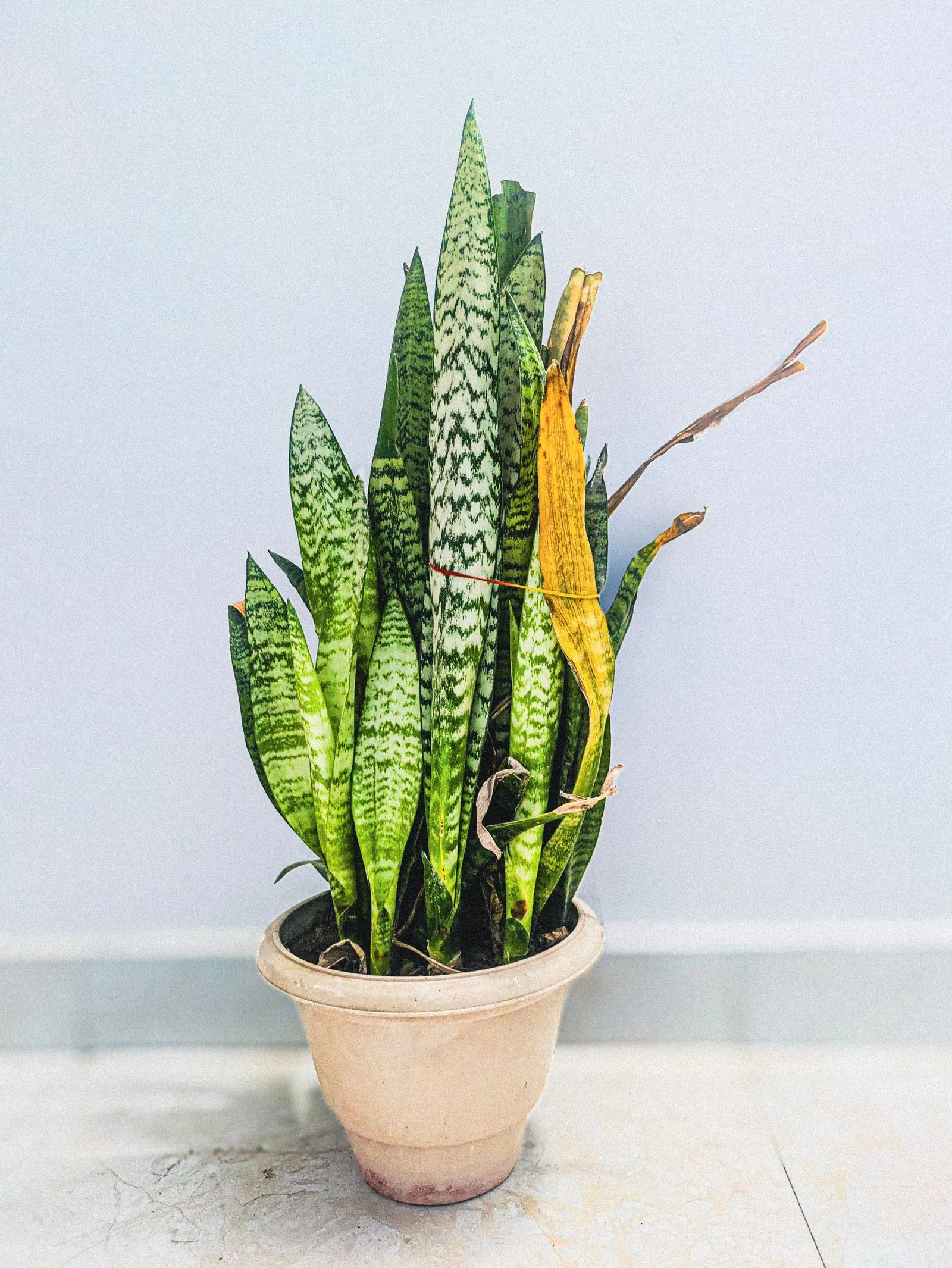 Snake plant growing in a terracotta pot on a tile floor indoors, potted in fast-draining soil