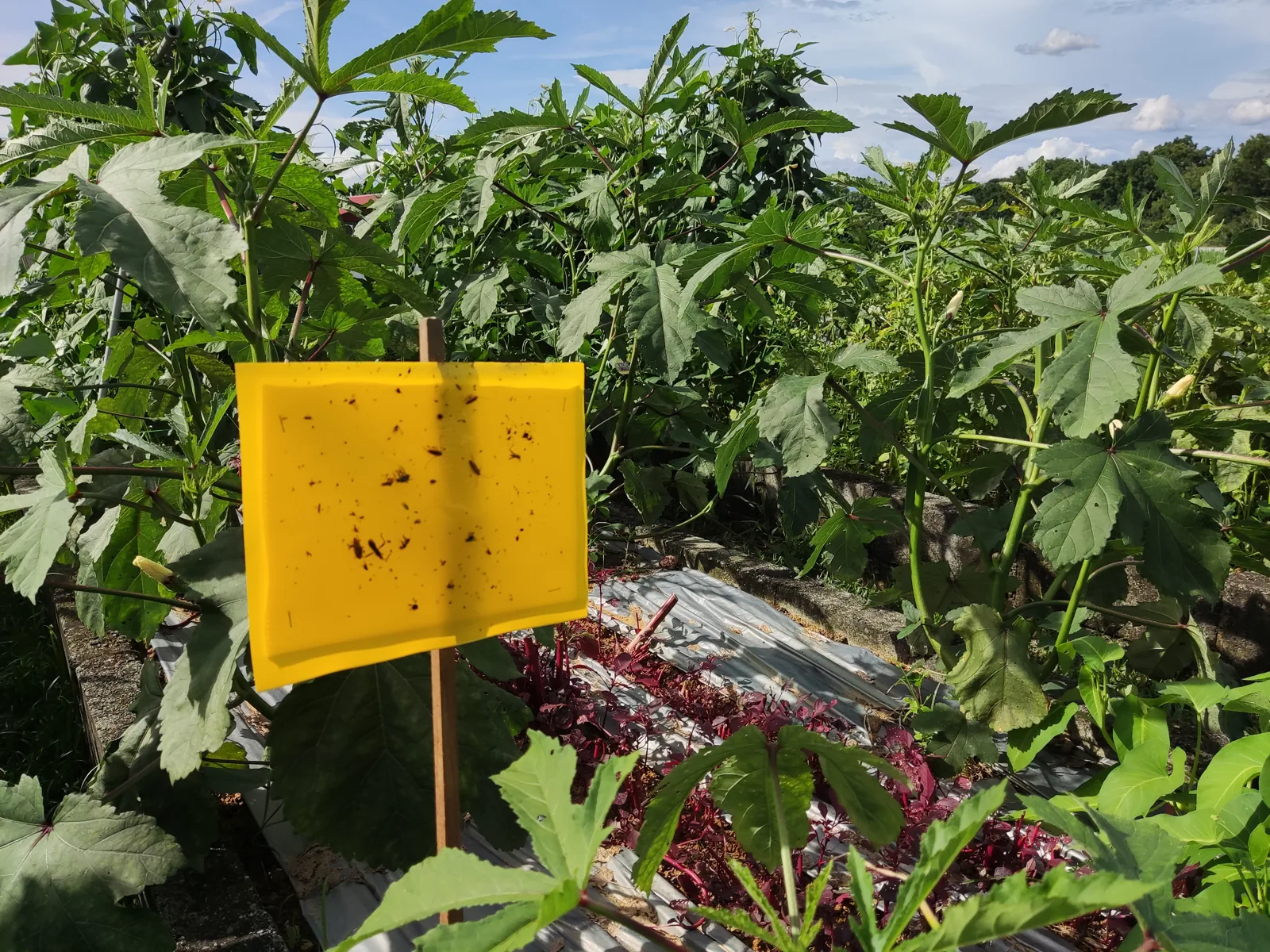 Yellow sticky trap covered in small insects, the most common fungus gnat trap for plants